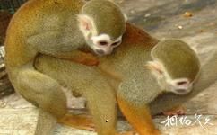深圳野生动物园旅游攻略之猿猴村