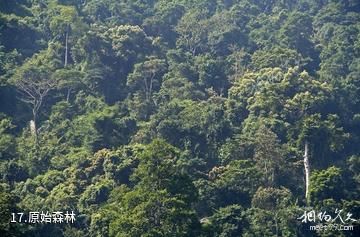 海南霸王岭国家森林公园-原始森林照片