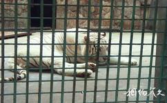 南京紅山森林動物園旅遊攻略之大紅山猛獸區