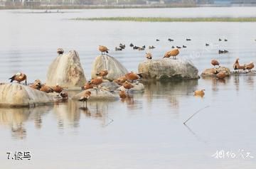 云南保山青华海国家湿地公园-候鸟照片