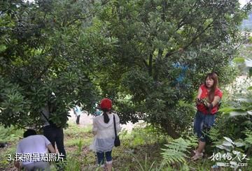 麻江藍莓生態旅遊區-採摘照片