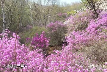 北京喇叭溝原始森林公園-杜鵑照片