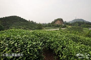 重慶永川茶山竹海旅遊景區-茶山照片