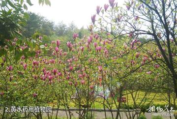 重庆黄水药用植物园-黄水药用植物园照片