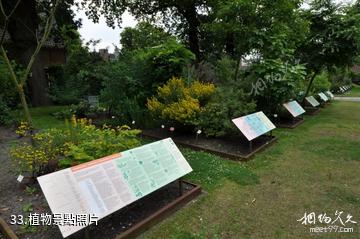 荷蘭萊頓市-植物照片