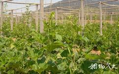 安徽禾泉農莊旅遊攻略之有機蔬菜種植園