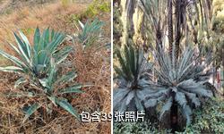 攀枝花苏铁国家级自然保护区驴友相册