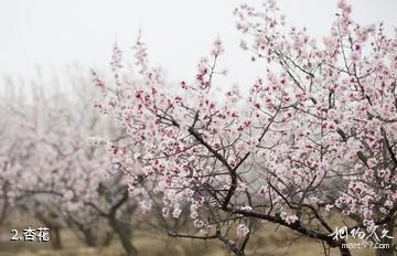 张家口万全杏花沟景区-杏花照片