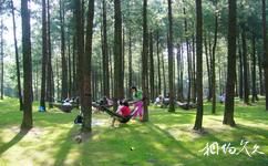 重慶涪陵大木花谷林下花園旅遊攻略之草坪露營地