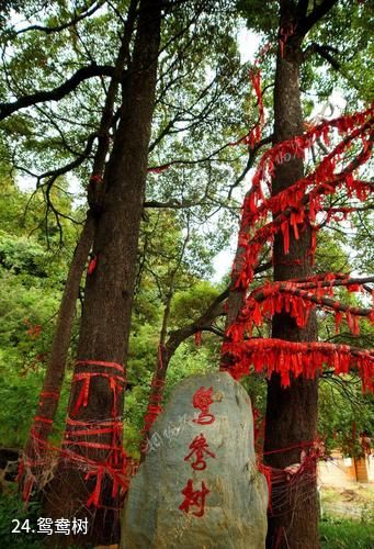 大理祥云水目山文化旅游区-鸳鸯树照片