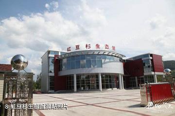 黑龍江森工葦河林業局紅豆杉景區-紅豆杉生態館照片