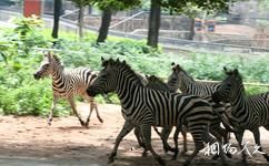 廣州動物園旅遊攻略之草食動物區