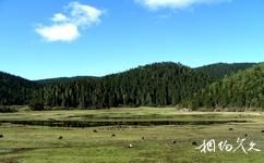霞给藏族文化村旅游攻略之高山牧场