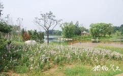 青州弥河文化旅游攻略之湿地