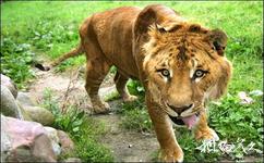 斯里蘭卡科倫坡旅遊攻略之德希韋拉動物園
