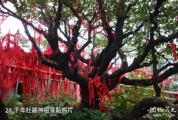 藍田王順山國家森林公園-千年杜鵑神樹照片