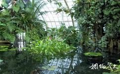 美国金门公园花卉温室旅游攻略之温室植物