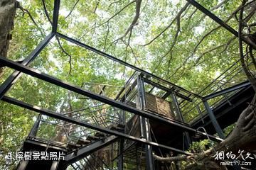 台南安平樹屋-榕樹照片