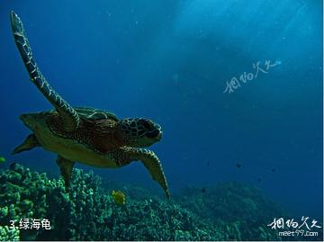 苍鹭岛海底风光-绿海龟照片