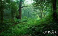江西九連山國家森林公園旅遊攻略之森林