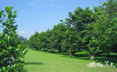 湛江南亞熱帶植物園旅遊攻略之人心果樹