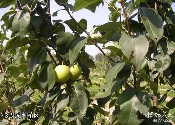 绍兴方圆农业观光园-果树种植区照片