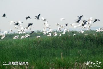 佳木斯富錦國家濕地公園-鳥類照片