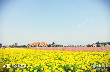 句容岩藤農場-花卉照片