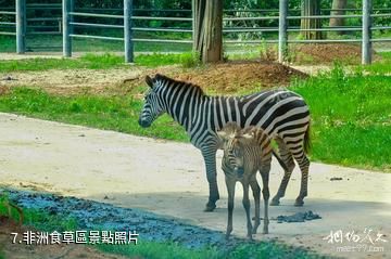 長沙生態動物園-非洲食草區照片