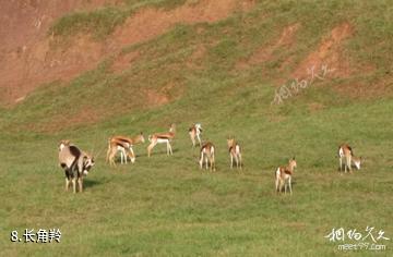 重庆野生动物世界-长角羚照片