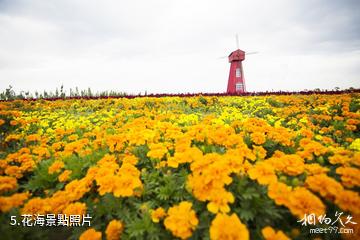 內蒙古黃河麥野谷生態休閑旅遊區-花海照片