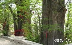 泰安徂徕山国家森林公园旅游攻略之千年银杏