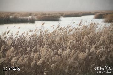 合阳洽川风景名胜区-芦苇荡照片