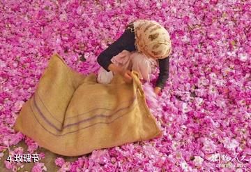摩洛哥玫瑰谷-玫瑰节照片