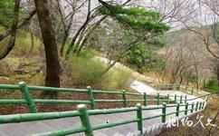 陕西木王国家森林公园旅游攻略之台阶