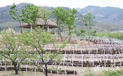 青岛百果山世界园艺博览会旅游攻略之茶香园