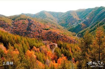 乌兰察布苏木山旅游区-森林照片