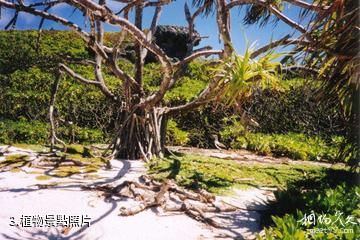 亨德森島-植物照片