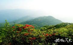 广西岑王老山国家级自然保护区旅游攻略之春景