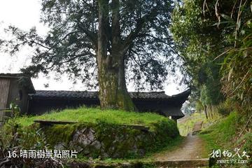 福建茫盪山風景區-晴雨樹照片