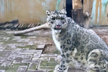 西宁青藏高原野生动物园-雪豹照片