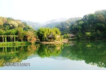 夏津黃河故道森林公園-植物園照片