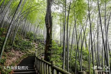 重慶永川茶山竹海旅遊景區-竹海照片