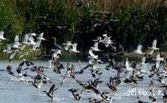 广州南沙滨海湿地旅游攻略之候鸟