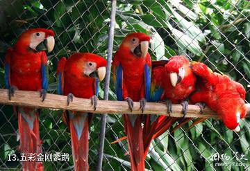 重庆野生动物世界-五彩金刚鹦鹉照片