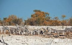 納米比亞埃托沙國家公園旅遊攻略