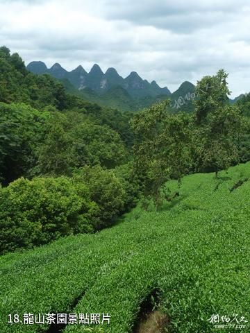 桂林神龍水世界景區-龍山茶園照片