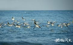 威海林海湾国际海水浴场旅游攻略之浴场海鸥