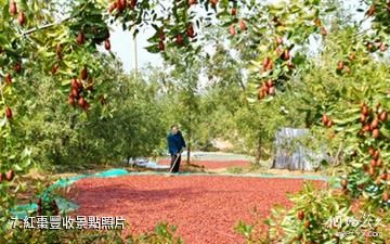 棗莊山亭區紅棗農業旅遊區-紅棗豐收照片