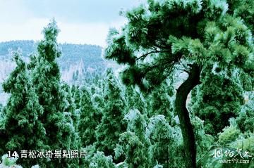 信陽市黃柏山國家森林公園-青松冰掛照片